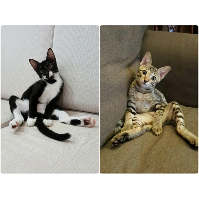 Oreo &amp; Tiger - Domestic Short Hair Cat