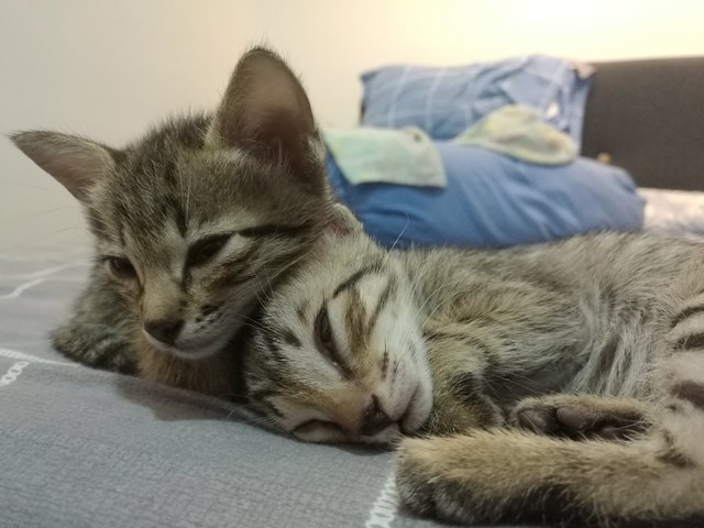 2 Healthy Kittens - Domestic Short Hair Cat