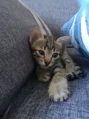 2 Healthy Kittens - Domestic Short Hair Cat