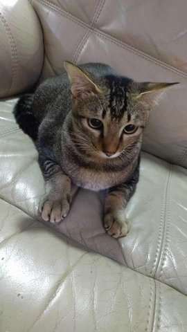 Mr H - Domestic Short Hair Cat