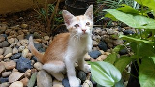 Orange - Domestic Short Hair Cat