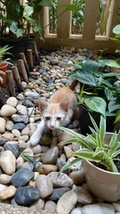 Orange - Domestic Short Hair Cat