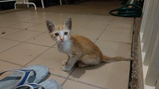 Orange - Domestic Short Hair Cat