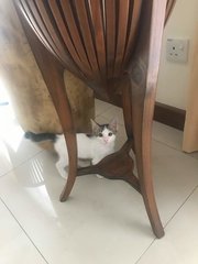 Tunku - Domestic Short Hair Cat