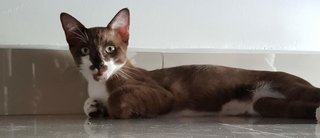 Leo - Domestic Short Hair Cat