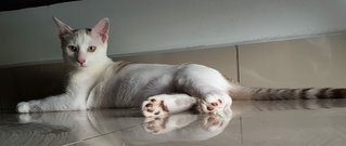 Snowy - Domestic Short Hair Cat