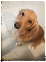 Bobo - Golden Retriever Dog