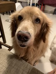 Bobo - Golden Retriever Dog