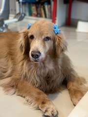 Bobo - Golden Retriever Dog