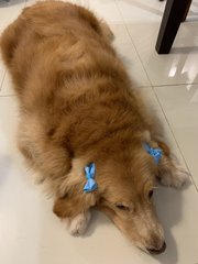 Bobo - Golden Retriever Dog