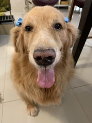 Bobo - Golden Retriever Dog