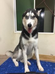 Bailey - Siberian Husky Dog