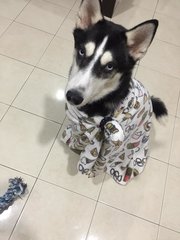 Bailey - Siberian Husky Dog