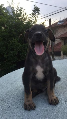 Charcoal - Mixed Breed Dog