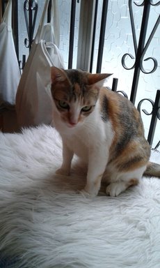 Angel - Calico Cat