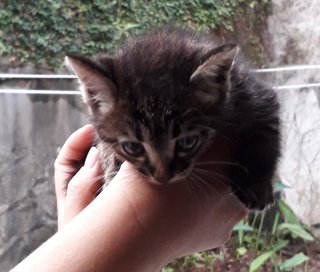 Tiger - Tabby Cat