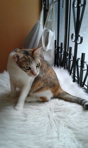 Angel - Domestic Short Hair + Calico Cat