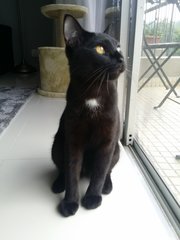 Timmy - Domestic Short Hair Cat