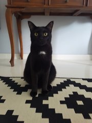 Timmy - Domestic Short Hair Cat