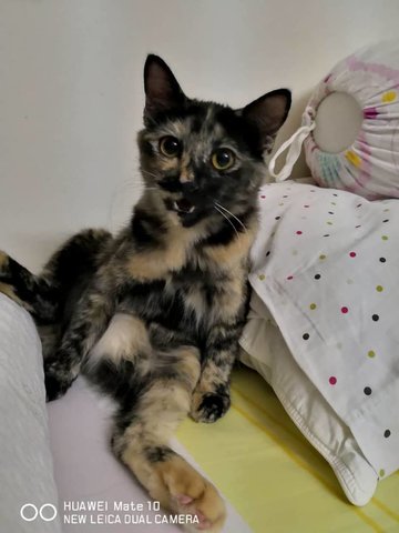 Mika - Tortoiseshell Cat