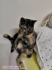 Mika - Tortoiseshell Cat