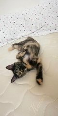 Mika - Tortoiseshell Cat