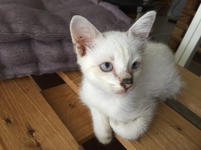 2 White Singapura Kittens - Singapura Cat