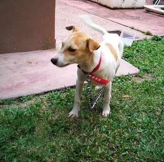 Male Puppy @ Galena Seremban - Mixed Breed Dog