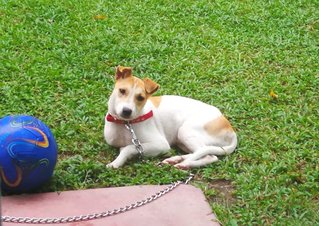 Male Puppy @ Galena Seremban - Mixed Breed Dog