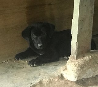 Bearr - Labrador Retriever Mix Dog