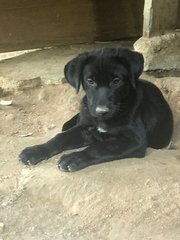 Bearr - Labrador Retriever Mix Dog