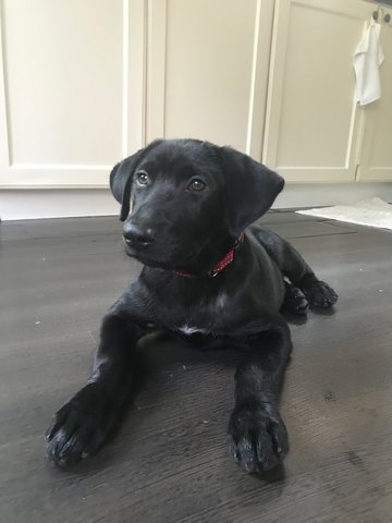 Bearr - Labrador Retriever Mix Dog