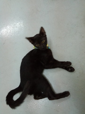 PF89953 - Domestic Medium Hair Cat
