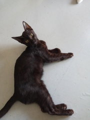 PF89953 - Domestic Medium Hair Cat