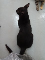 PF89953 - Domestic Medium Hair Cat