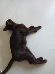 PF89953 - Domestic Medium Hair Cat