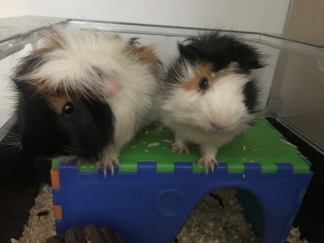 2 Guinea Pigs - Guinea Pig Small & Furry