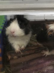 2 Guinea Pigs - Guinea Pig Small & Furry