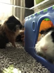 2 Guinea Pigs - Guinea Pig Small & Furry