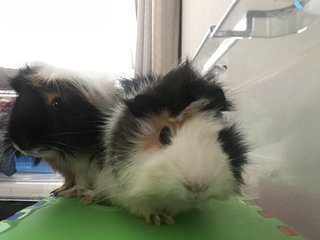 2 Guinea Pigs - Guinea Pig Small & Furry