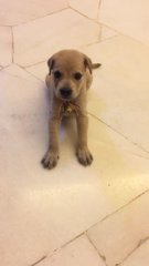 Brown Mongrel Puppy - Mixed Breed Dog