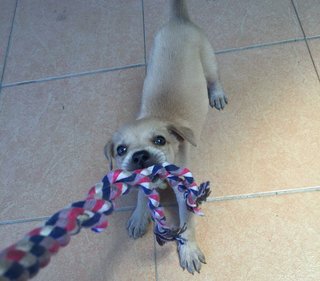 Brown Mongrel Puppy - Mixed Breed Dog