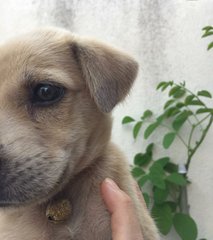 Brown Mongrel Puppy - Mixed Breed Dog