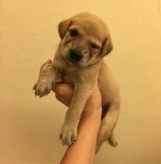 Brown Mongrel Puppy - Mixed Breed Dog