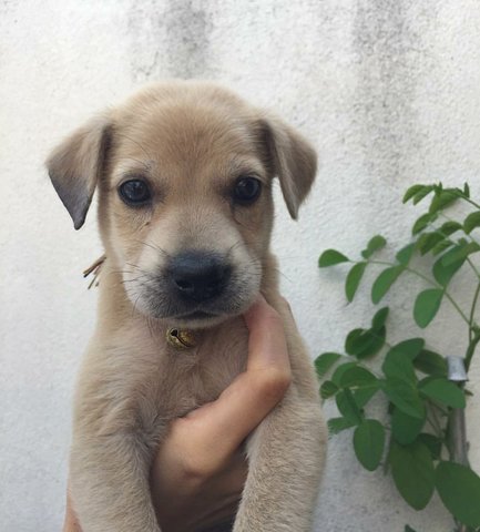 Brown Mongrel Puppy - Mixed Breed Dog