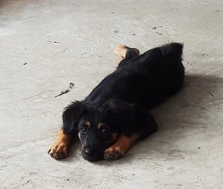 Rottweiler Mix - Rottweiler + German Shepherd Dog Dog