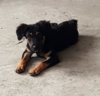 Rottweiler Mix - Rottweiler + German Shepherd Dog Dog