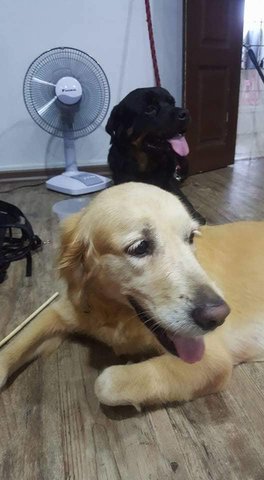 Angel And Devil - Golden Retriever + Rottweiler Dog