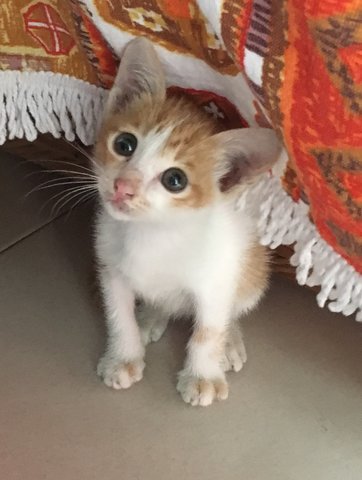 Ginger (Urgent!) - Domestic Short Hair Cat