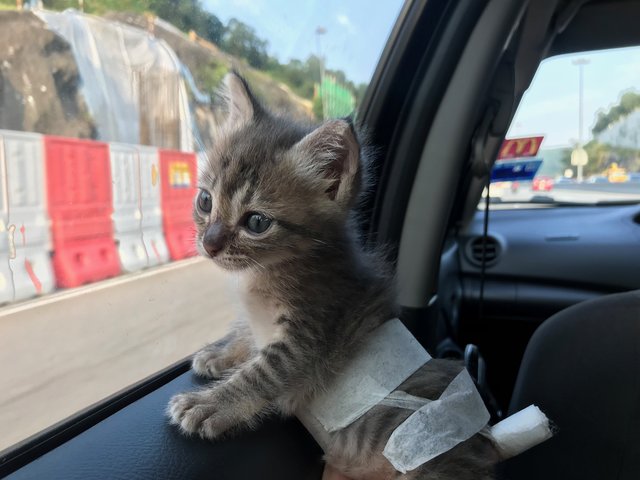 Burrito - Domestic Medium Hair Cat